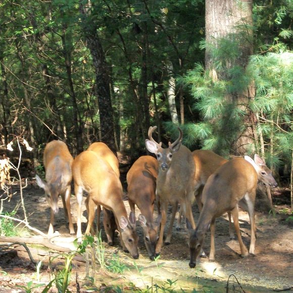 Meet your Posher, Cindy - Picture 6 of 6